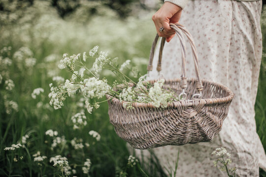 Woman carrying a basket of Cow Parsley.