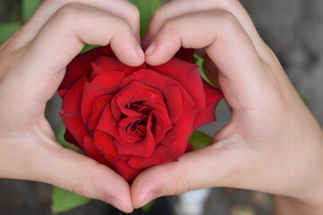 heart shaped hands, red rose in heart shaped hands