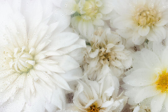 Misty white dahlias