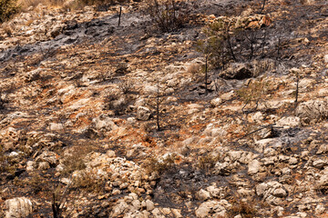 Landscape shot of Bunrt forest at Mugla Bodrum Turkey.