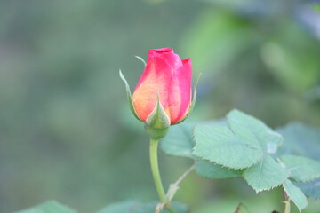 flower in the fresh morning