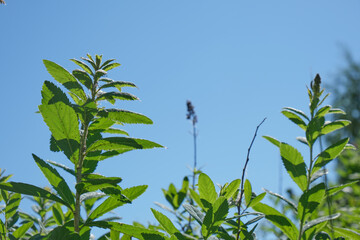 clear blue sky and green bush branches, natural background