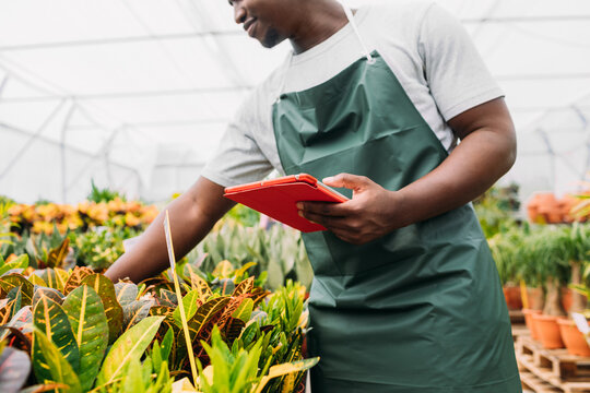 Man Working in Hothouse