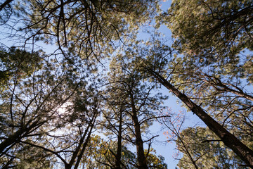 solo en el bosque