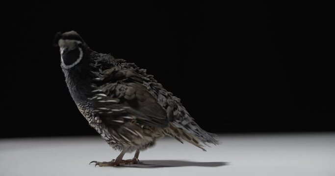 View from the back on a gorgeous california quail curiously looking around, 4k