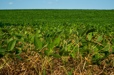 Soybean field in the summer sun, Low angle closeup.