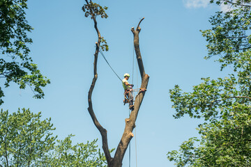 Tree service worker on a tall branch