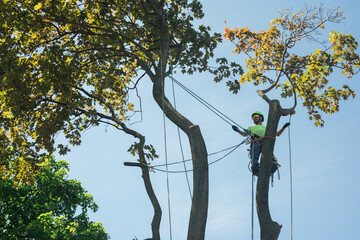Tree removal worker in a tree