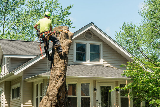 Residential tree removal process