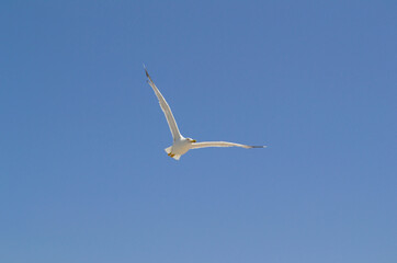 Fototapeta na wymiar Flight of a gull close-up against the blue sky.