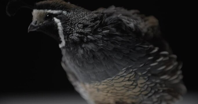 Fluffy feathers of a california quail walking around the studio, 4k