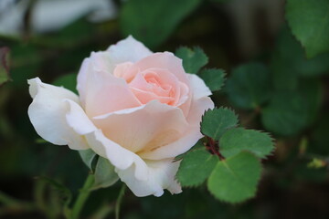 white pretty rose in home garden