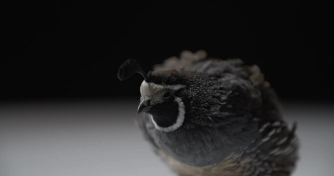 Studio footage of a california quail flapping its wings and looking, 4k