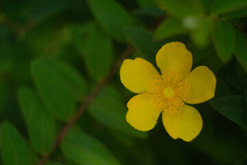 Obraz na płótnie Canvas 初夏に鮮やかな黄色で目を楽しませるキンシバイの花