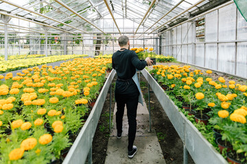 Young man working in greenhouse
