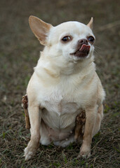Funny Chihuahua