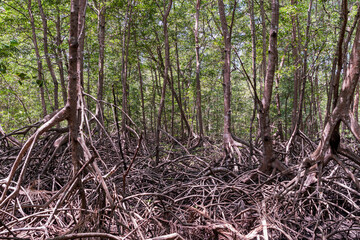 Mangrove forest in the Curú wildlife refuge. Puntarenas, in the Pacific of Costa Rica.