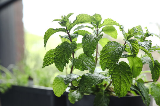 Mojito mint growing near the window indoors