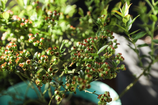 Potted Blueberry Bush Indoors