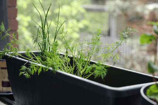 Dill and chives growing near the window indoors