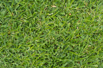 green grass background