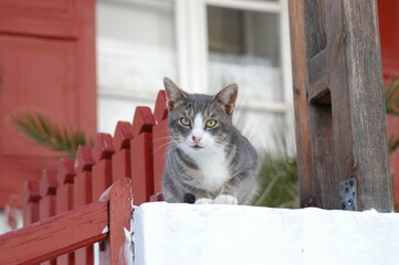 Cat living in Mykonos town