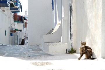 Cat living in Mykonos town