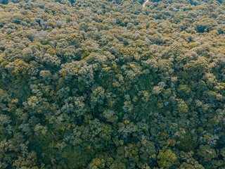 mata atlântica na serra gaúcha