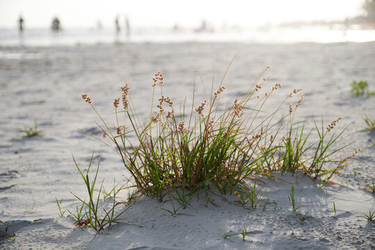 Close up of a haystack on the beach

