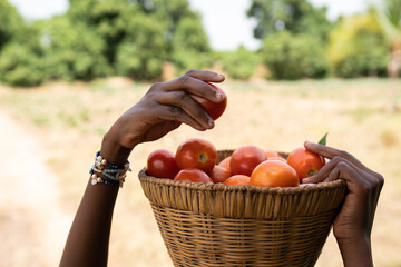 Close up of a woven basket full of red tomatoes, with a black African girl's hand picking out one...