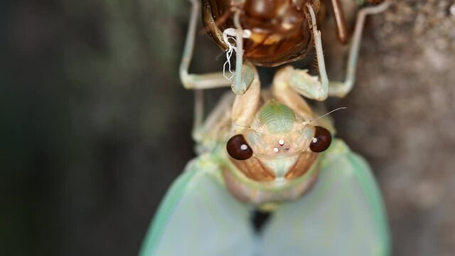 Tokyo,Japan - August 4, 2021: Closeup of a face of brown cicada in the morning
