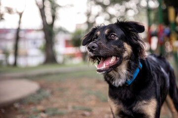 Dog smiling outdoors