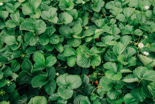 Fototapeta Strawberry leaves shot from above