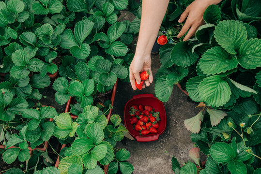 Hands piking strawberries, shot from above