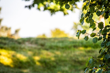 green leaves in the sun in front of a gently sloping verdant hill