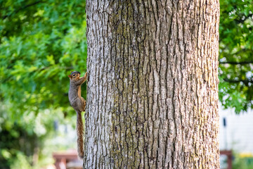 squirrel climbing on tree