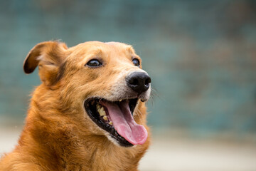 Yellow dog, medium shot, smiling