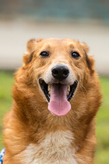 Yellow dog, medium shot, smiling