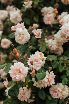 Cream garden roses