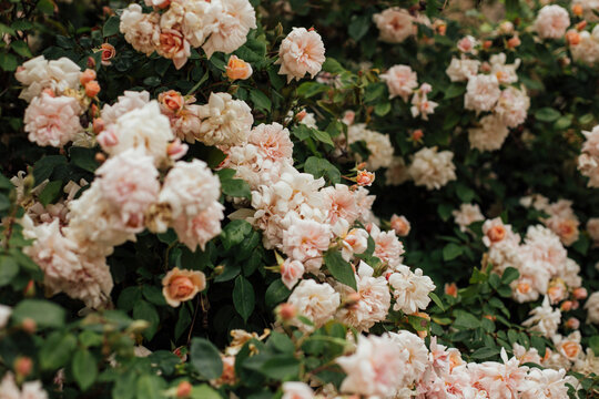 Cream garden roses