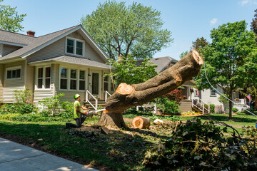 Tree removal worker cutting a tree stump