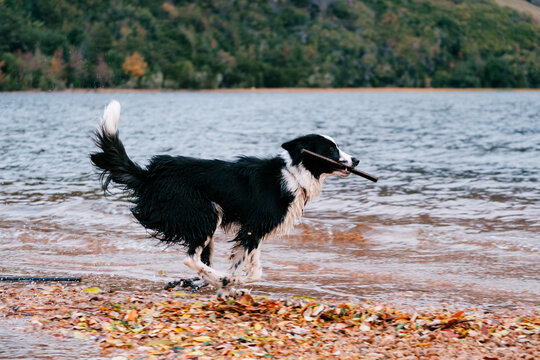 Dog playing fetch