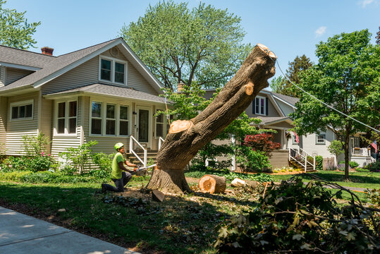 Tree stump fallinvg down
