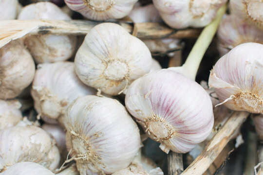 Whole garlic bulbs
