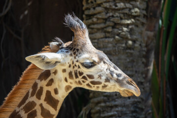 Obraz premium Closeup look of a cute Masai Giraffe