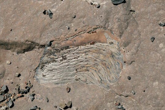 Fossil Textures