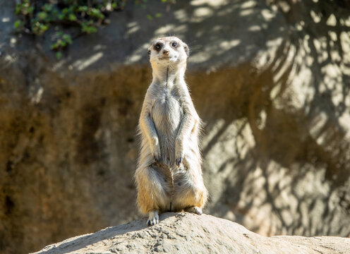 Funny Meerkat Suricata standing in alert mode lookout © Diego Gomez