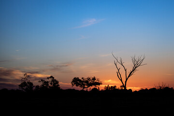 sunset in the woods