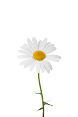 White daisy with stem isolated on white background 