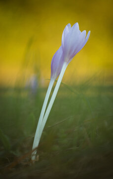 Delicate autumn crocus.